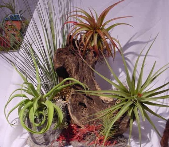 Easy Care Air Plants